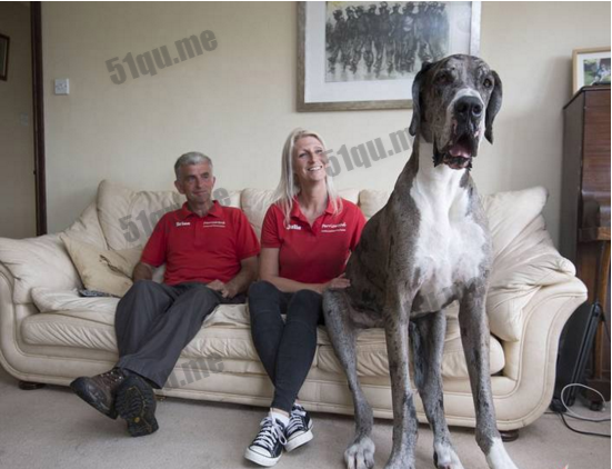 英国一大丹犬高达2.1米 将成为世界上最大的狗