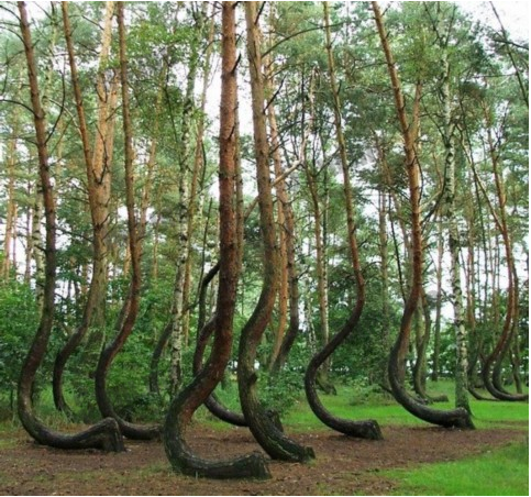 神秘的波兰“弯曲森林”未解之谜