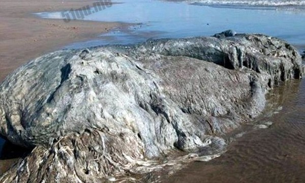 墨西哥海滩惊现4米巨型海怪 无人认识是什么生物