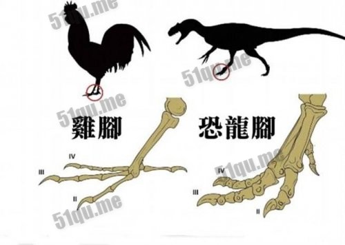 科学家改变基因导致鸡脚变恐龙脚