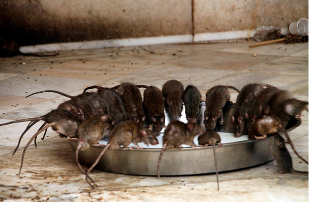 印度老鼠庙 人们为何供奉老鼠？