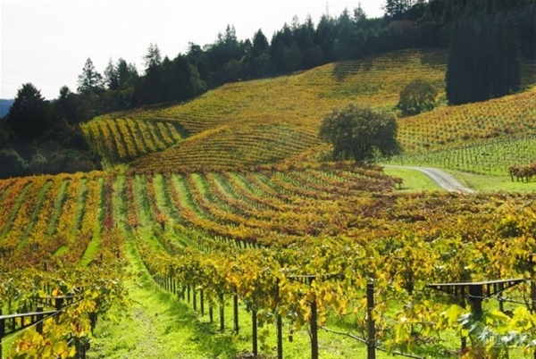 世界十大最美丽葡萄酒产区