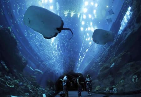 世界七大最绚丽的水族馆
