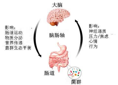 人体原来有第二个大脑