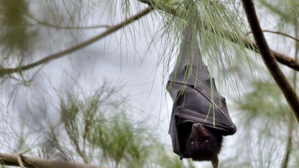 蝙蝠携带各种致命病毒为什么不会死?