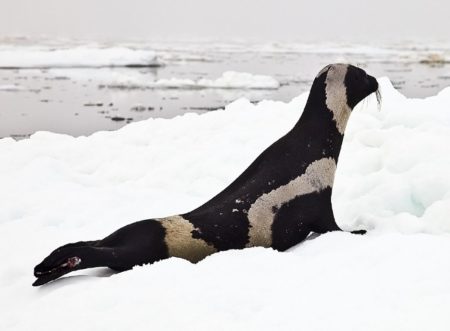 Ribbon-seal-male_Josh_London_NOAAedit_16086029928_cropped-450x331.jpg