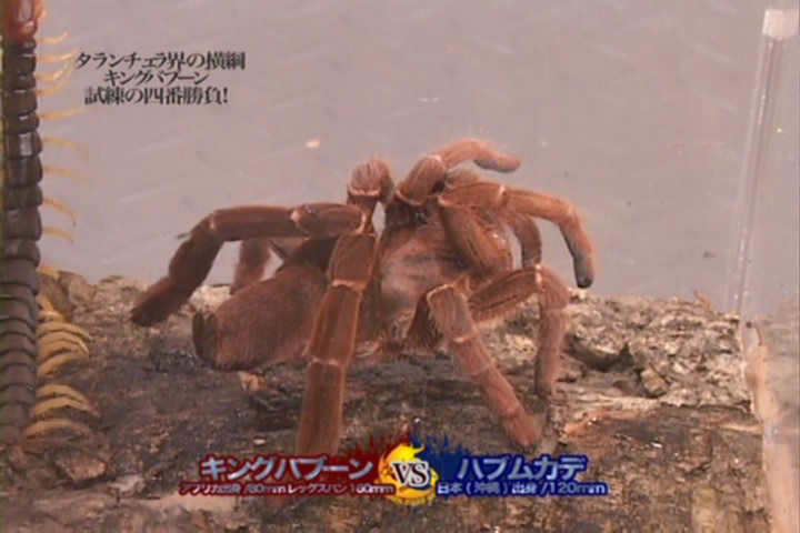 毛骨悚然的巨形蜘蛛“捕鸟蛛”
