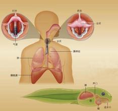 揭秘：人喝水被呛到为什么会不停打嗝