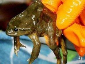 最恶心的果汁 秘鲁生鲜青蛙果汁