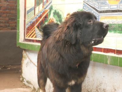 中国最大最凶猛的大型犬