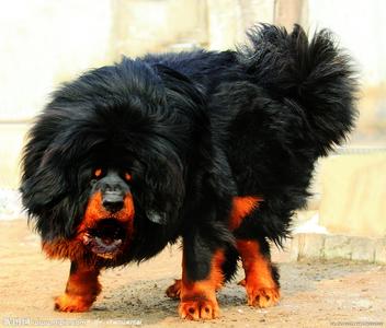 中国最凶猛的大型犬"藏獒"