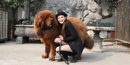 中国最凶猛的大型犬"藏獒"