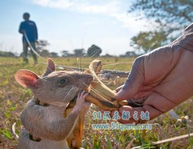 揭秘排雷专家非洲巨鼠