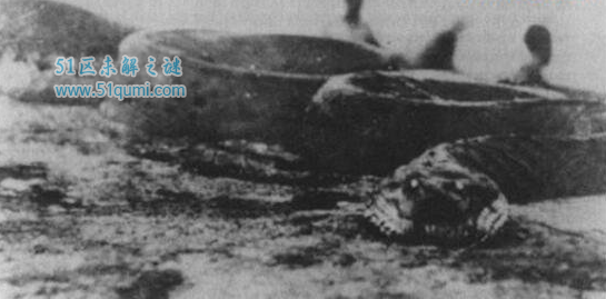 1936年在江苏射阳发现大蛇 究竟大蛇存在吗?