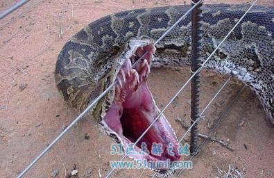 1936年在江苏射阳发现大蛇 究竟大蛇存在吗?