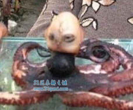 印尼章鱼人外形酷似人形传闻竟是真的!
