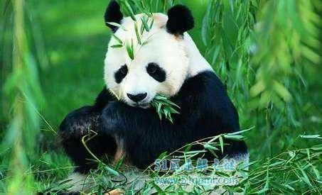熊猫8个不为人知的秘密 表面憨态可掬实则生性凶猛