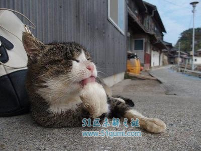 盘点日本十大超人气猫岛 呆萌猫咪萌出血爱猫者的圣地