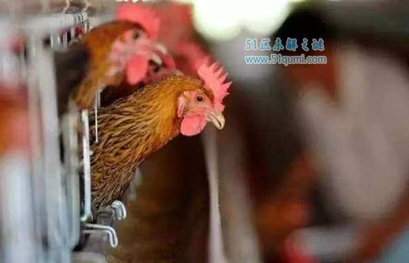 全国h7n9禽流感最新消息：如何有效防控H7N9禽流感?