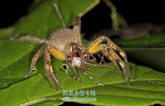 地球上毒性最强的10大蜘蛛排行榜 怕蜘蛛的朋友止步!