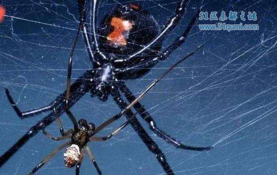 地球上毒性最强的10大蜘蛛排行榜 怕蜘蛛的朋友止步!