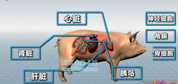 猪器官移植给人？猪器官真的可以移植给人使用？