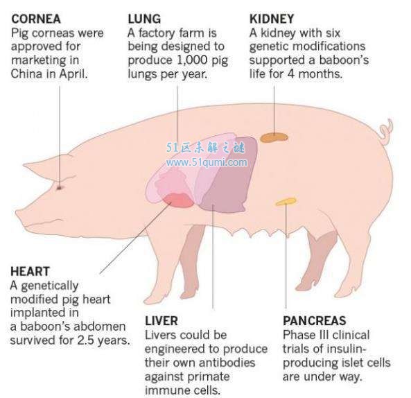 猪器官移植给人？猪器官真的可以移植给人使用?