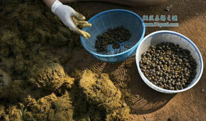 世界最贵象屎咖啡多少钱一杯?从大象粪便中提炼出来?