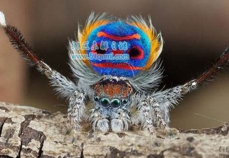 世界上长相最为怪异的蜘蛛 孔雀蜘蛛会玩"特技"
