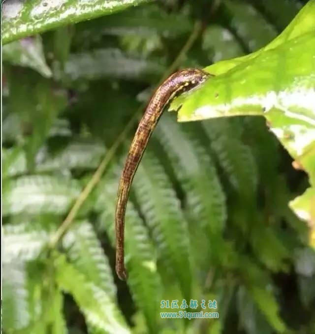 胆小者慎入!徒步墨脱 与吸血蚂蟥大作战