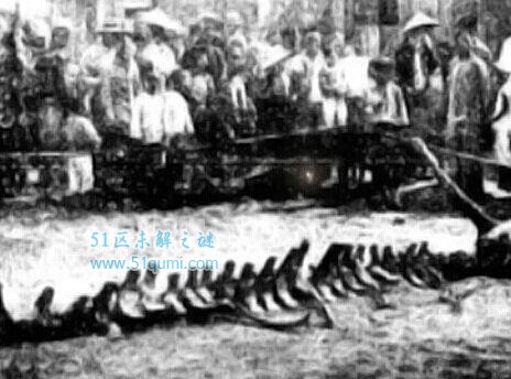 中国第一条真龙现身日本,被制成标本,专家称龙不再是传说