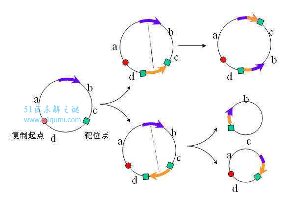 白羊诞下纯黑小羊 羊妈妈:你是谁?