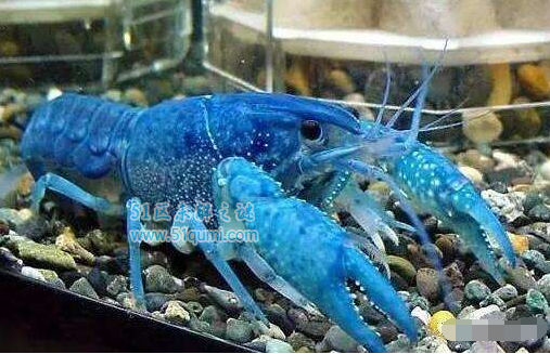 江苏为什么现罕见蓝色小龙虾?世界最珍贵蓝色龙虾上百万?