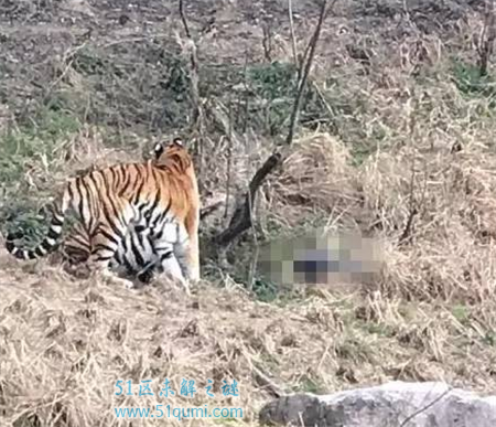 游客逃票翻墙进动物园 50米远就是老虎