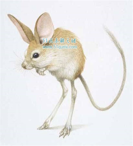 中国濒临灭绝的十种动物:新疆发现濒危长耳跳鼠
