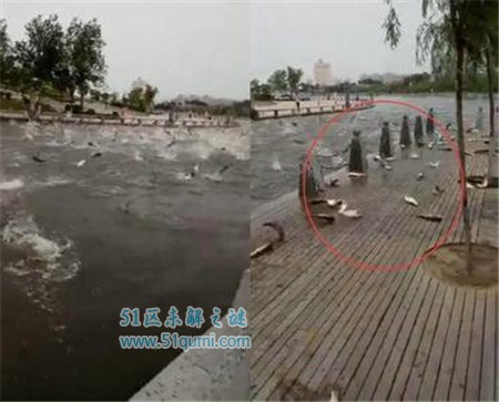河南公园大批鲢鱼跳跃 鲢鱼跳跃是地震前的征兆吗?