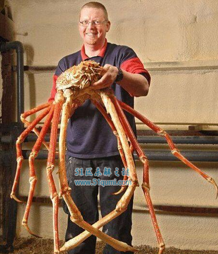 全世界最大的螃蟹巨型海蜘蛛 堪称世界最大巨型吃人蟹