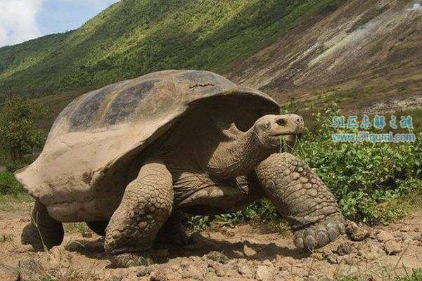 世界上最大的龟是什么龟？世界上最大的乌龟有多大?