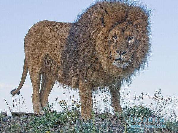 世界上最大的狮子巴巴里狮 身体全长三米 体重二百三十公斤