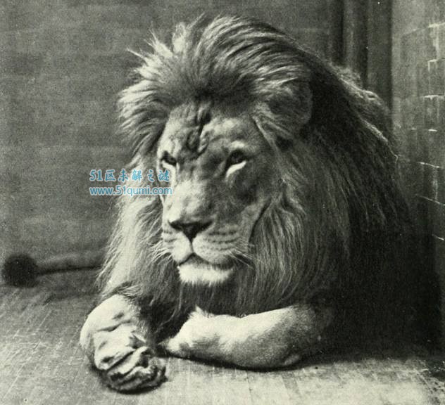 世界上最大的狮子巴巴里狮 身体全长三米 体重二百三十公斤