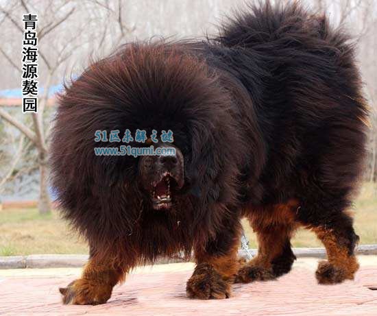 世界上最大的藏獒王比尔 身价3000万比狮子还大一半?