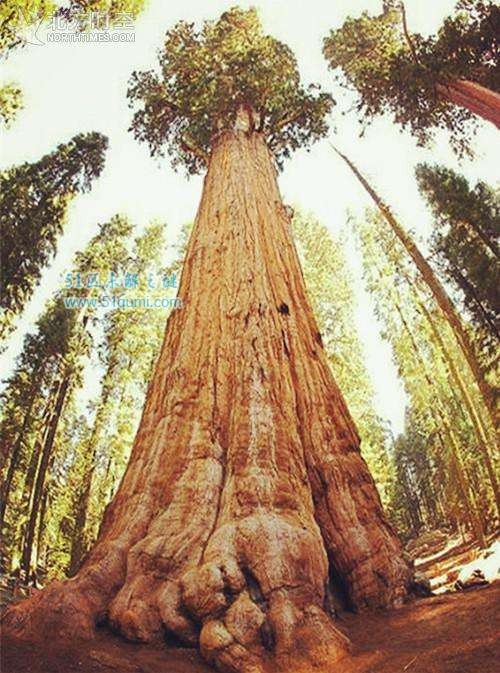 世界上最大的树是什么?雪曼将军树也是世界上最老的大树?
