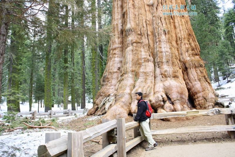 世界上最大的树是什么?雪曼将军树也是世界上最老的大树?
