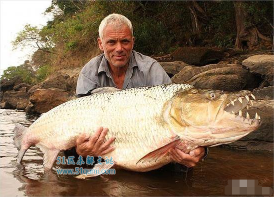 世界上最大食人鱼的有多大?能长到1.5米 重达45公斤