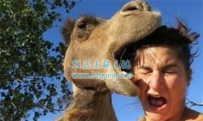 世界上最坏的骆驼：骆驼暴晒后一口咬掉主人脑袋