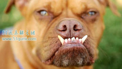 世界十大最丑的狗 真的是丑到没有"狗友"