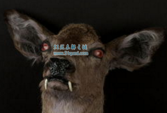 揭秘两颗尖利大长牙的吸血鬼鹿真的会吸血吗?