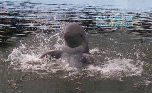 九大即将灭绝的动物 伊洛瓦底江江豚全球只有20只