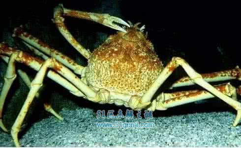 世界上最大的螃蟹是什么?杀人蟹真的会杀人吗?