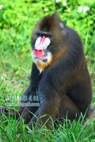 世界上最大的猴子:彩面山魈 彩面山魈为什么会蓝脸?